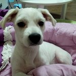말티즈를 키우면서 래브라도리트리버를 한마리 더 <b>입양</b>했어요..