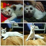 <b>실명</b> 위기를 극복한 특별한 고양이 '반짝이'의 가족을 찾아요!^^