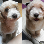 나도 자랑 좀 하고픈 우리집 <b>푸들</b> ^0^