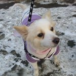 천사같은 우리집막내 퐁이(사진有)