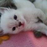 강아지같은 고양이, 네바마스커<b>레이드</b> 백호를 소개합니다!