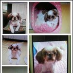 부산 수영구 망미동 암컷 시<b>츄</b> 잃어버렸어요!!