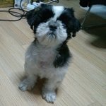 우리 별이가 아파요 ㅠㅠㅠㅠㅠㅠㅠㅠ