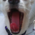 2탄@[폼<b>피츠</b>]똥꼬발랄 코코를 소개합니다@