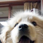 [2탄] 돼지가되어버린 우리집 골든리트리버