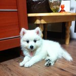 요염한 요시의 <b>은밀</b>한 유혹