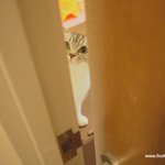 <b>문틈</b>으로 사람구경하는 고양이들(유봉이네)(10번째..)