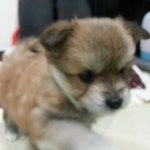 포메<b>믹스</b>견이라는 우리집 복덩이 다온