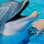 돌고래와의 교감을 나누는 제주마린파크
