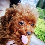 우리집 막내 중국강아지 <b>송이</b>