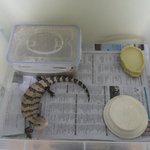 블루텅스킨크를 아시나요?