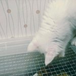 [냥판] 네달뒤면 한살냥이 <b>베베</b>:-)