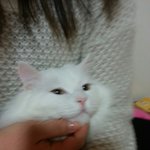 냥판뽀<b>찬</b>) 경찰을 불러주세요