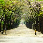 4월의 봄 <b>숲길</b> 풍경