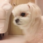 저희<b>집</b> 강아지 웃음<b>이</b>를 소개함돠