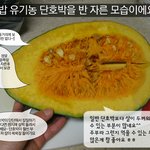 [얼렁뚱땅 레시피 :  단호박 크림소스 두부스테이크!! ]
