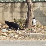길냥이랑 친해지기 두번째이야기