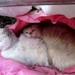 (<b>진주</b>) 버려진 터키쉬앙고라의 주인이 되실분을 찾습니다.-다시올림
