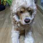 병원에서 도 모른다는 모모짱 의 증상