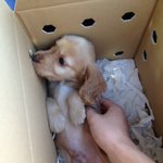 <사진多> 잉글리쉬 코카스파니엘의 육견일기!? 1탄