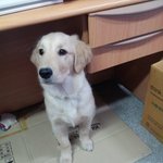 사자새끼 같은 내새끼 김<b>달</b> <b>씨</b>