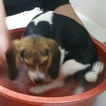 꿈틀움짤)555비굴한 비글 초코송이 초코판555