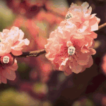 사진有)다이어트에 성공했어요ㅎㅎ 봐주세요ㅎㅎ <<<<<<<<<<...