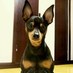 뽄꾸 살아있눼~(영상有)중독될수 있으니 주의