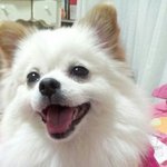 애견계의 강남스타일@^^@ '포메라니안 곰이사마'