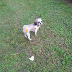 <b>넝쿨</b>째 굴러온 깐돌 2