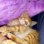 [냥판] 대두 김용배의 <b>삐약이</b> 가던날