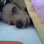 방년 13살되신 할매개님을 소개해드릴께요.