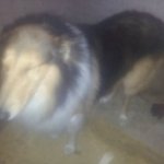 러프콜리 유기견 <b>주인분</b> 찾습니다...제발