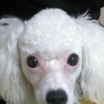 우리집 <b>푸들</b>은 왜 이렇게 생겼을까요?