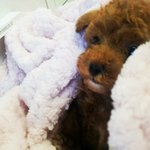 @@@봄이 왔어요@@@[<b>토이</b>푸들 판]