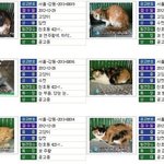 할아버지가 키우던 12마리 고양이들 소식이예요