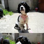 우리집 <b>기요미들</b>