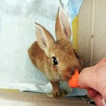 우리집 행패대장 소끼(소만한 토끼) 토롱이 변천사!!