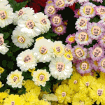 @@사진有)남동생 여장시키기@@