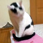 [냥판] <b>대두</b>김용배의 나 살뺄꺼다쉬먀 !