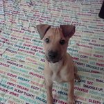 마이애미견생 후추이야기 (사진사진)