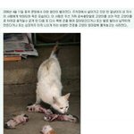 고양이 <b>학대</b> 중국 만행