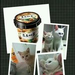 우리집 아이스크림 두냥이 (1)