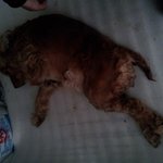 하반신 마비 강아지를 도와주세요