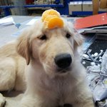 사자새끼 같은 내새끼 김<b>달</b><b>씨</b>와 작은폭군 초록이