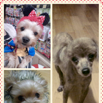 이뻐두 너~~~~무 이뻐 + 조언이 필요합니다!! [<b>임보</b>에 관한]