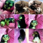 제 동생 <b>복실</b>이예요~