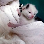 [냥판] <b>대두</b>김용배의 오랜만이야 :) 스압 쩔 ! ㅎㅎ