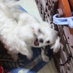 저희집강아지들이랍니다