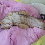 아기<b>사자</b>를 닮은 우리아기2